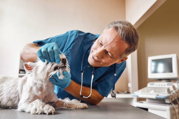 Best Emergency Dental Services for Seniors in Fuller Heights, FL